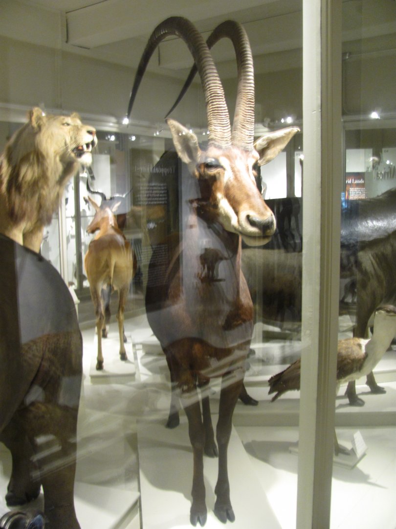 Giant Sable Antelope