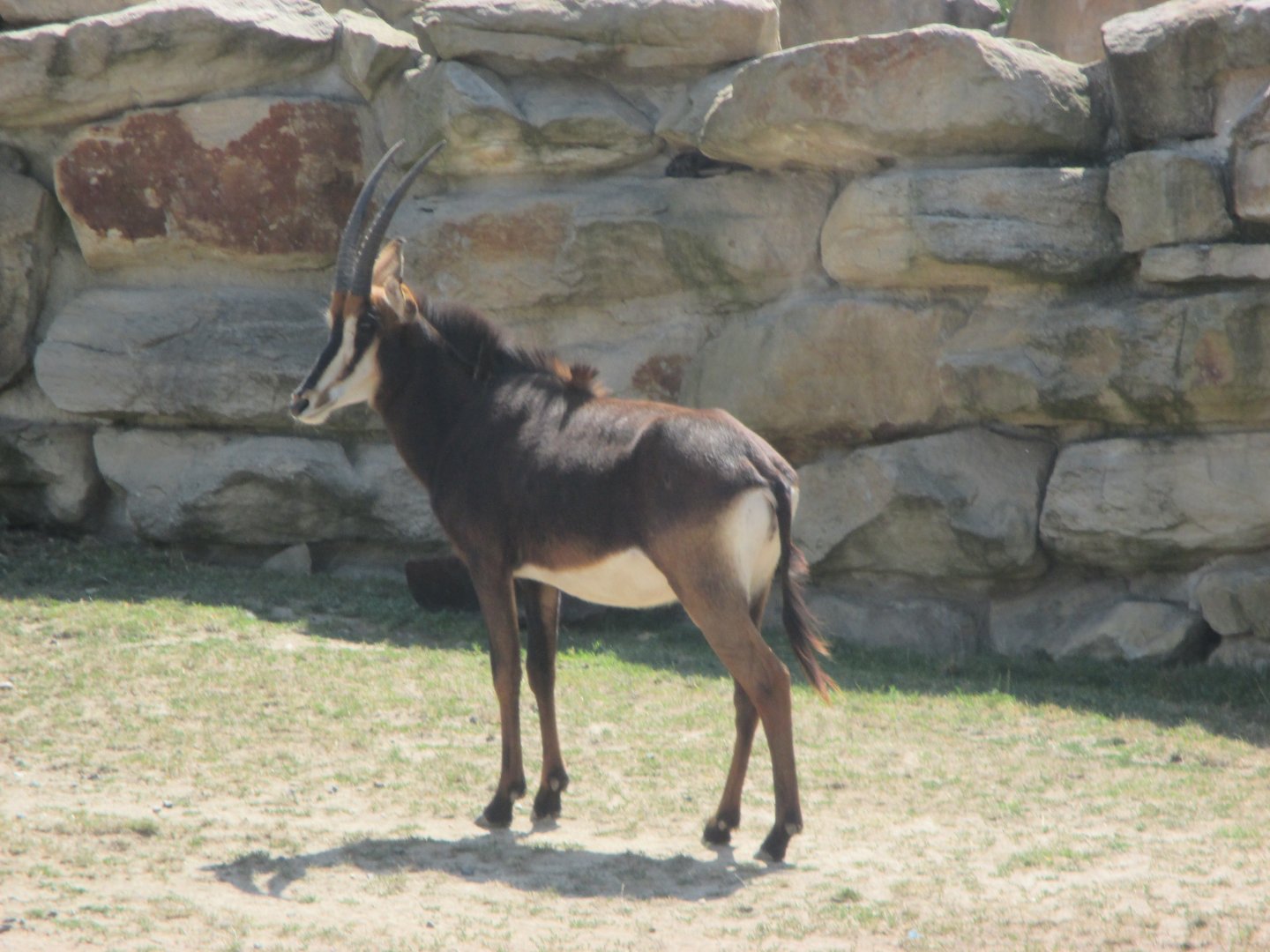 Giant sable antelope