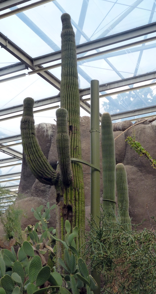 Giant saguaro cactus (Carnegiea gigantea)