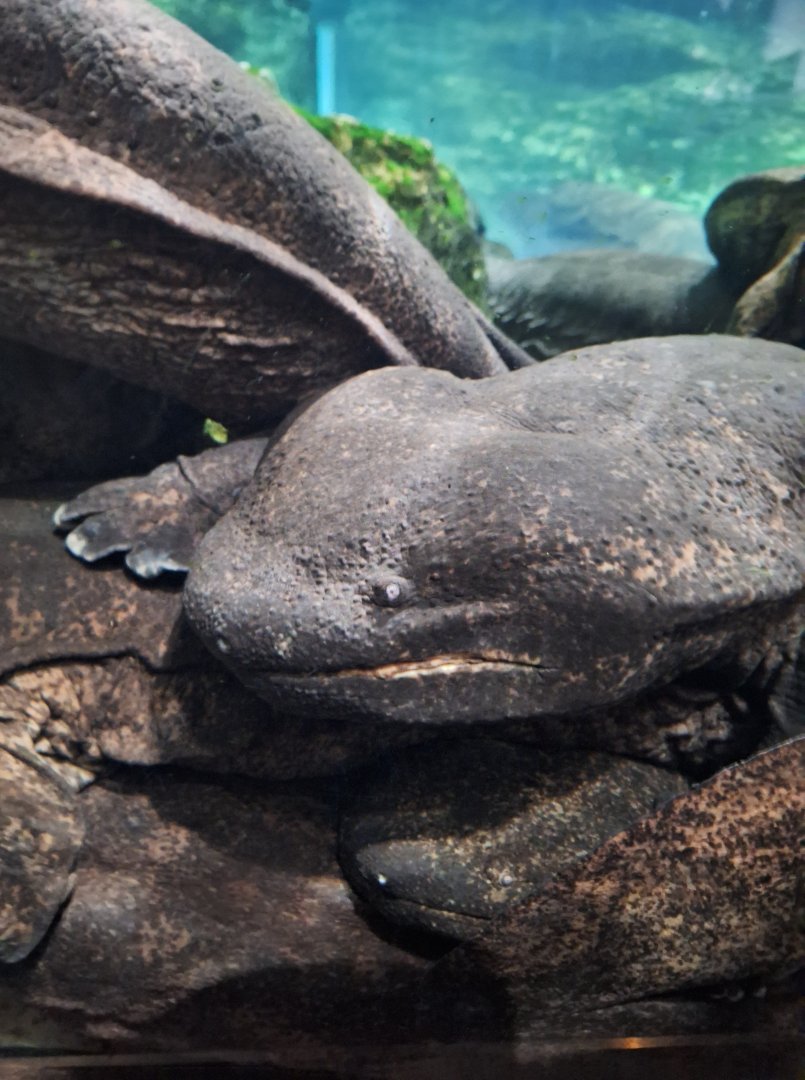 Giant salamander (Andrias sp.)