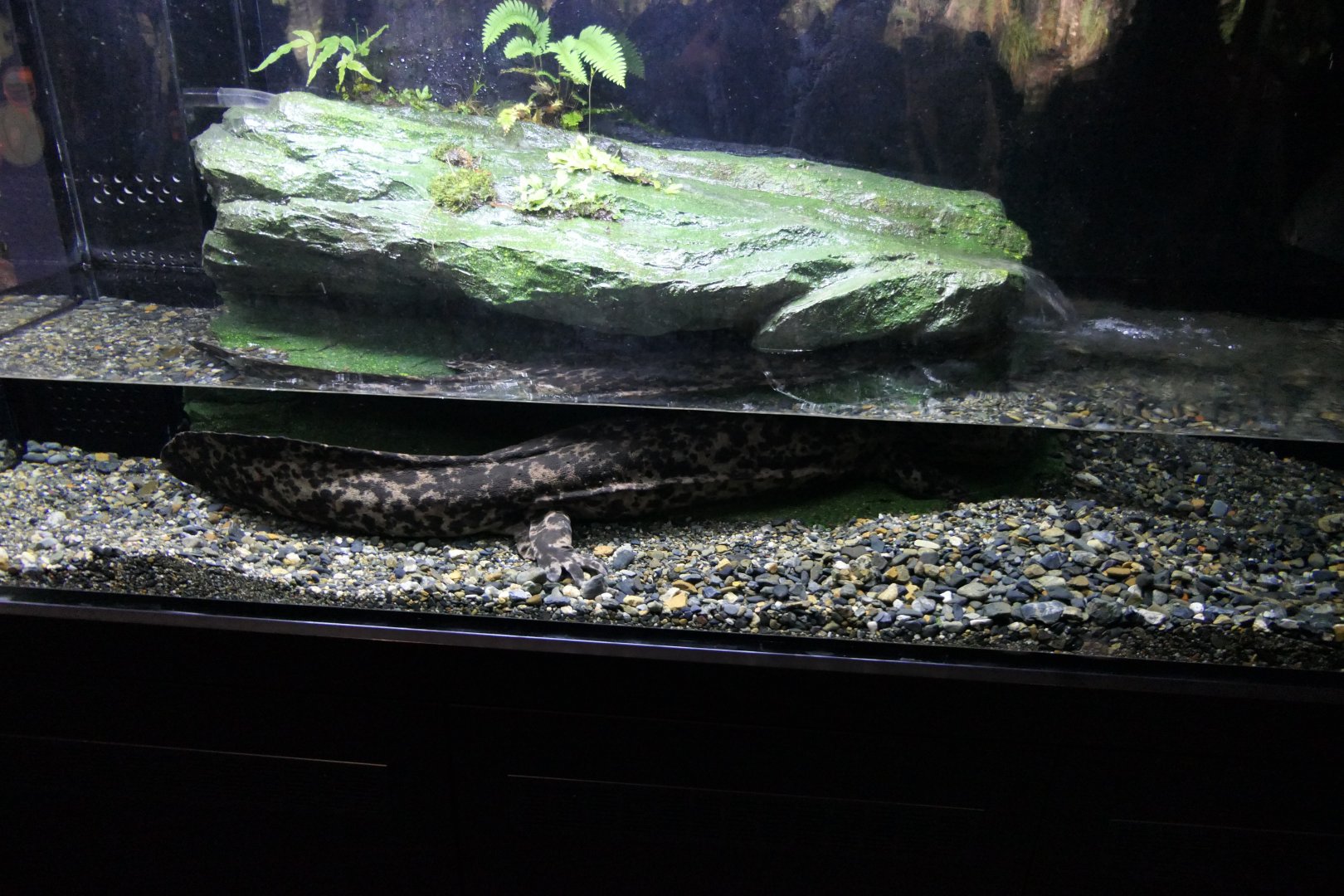 Giant Salamander (Andrias sp.)