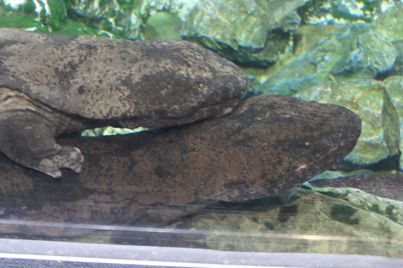 Giant Salamander (Andrias sp.)