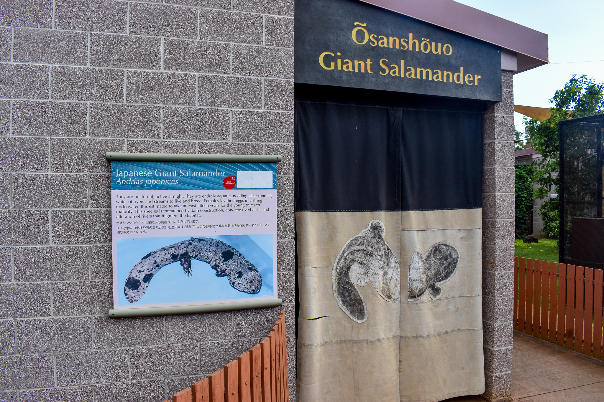 Giant salamander building