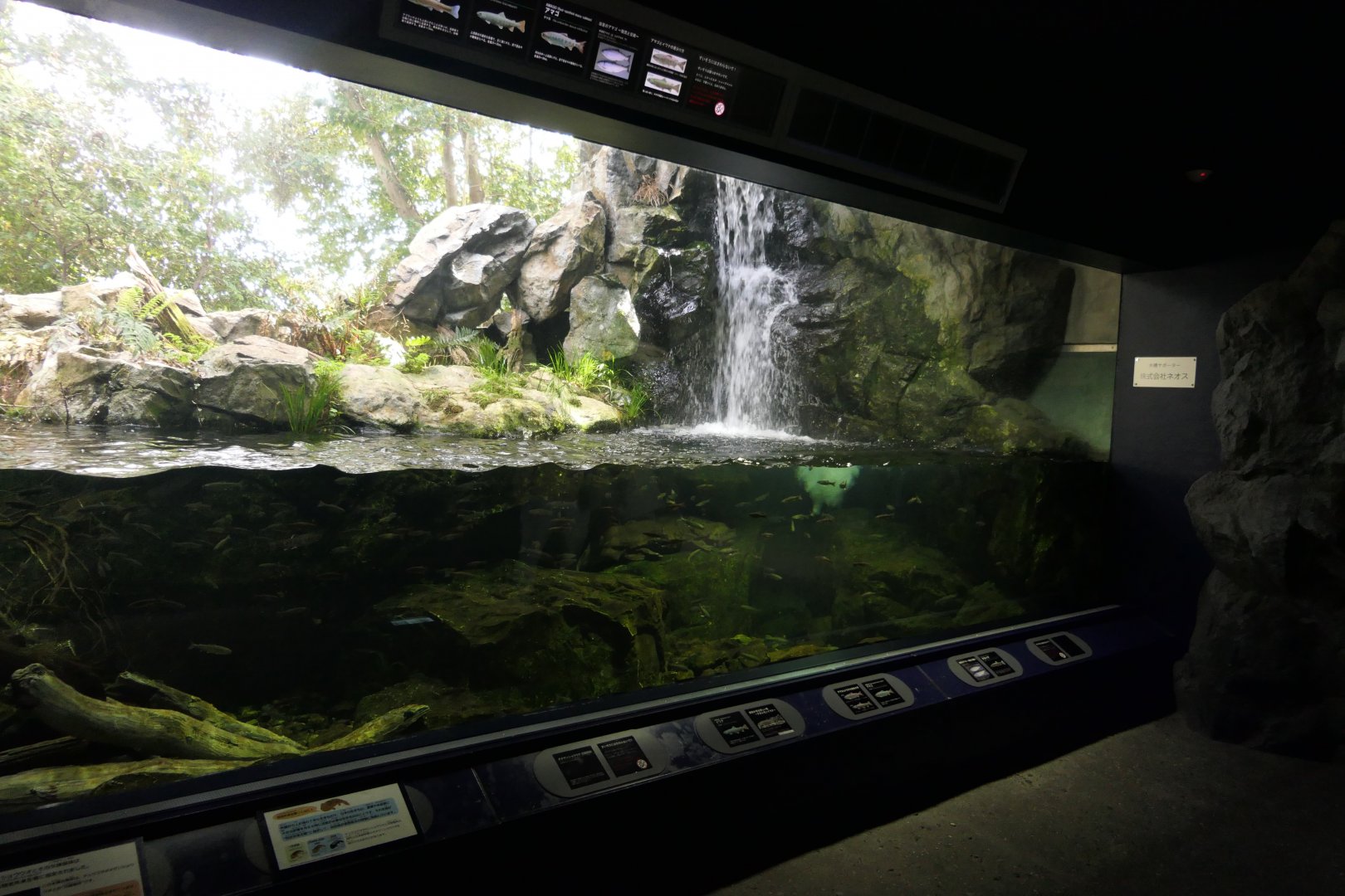 Giant salamander exhibit - Lake Biwa Museum