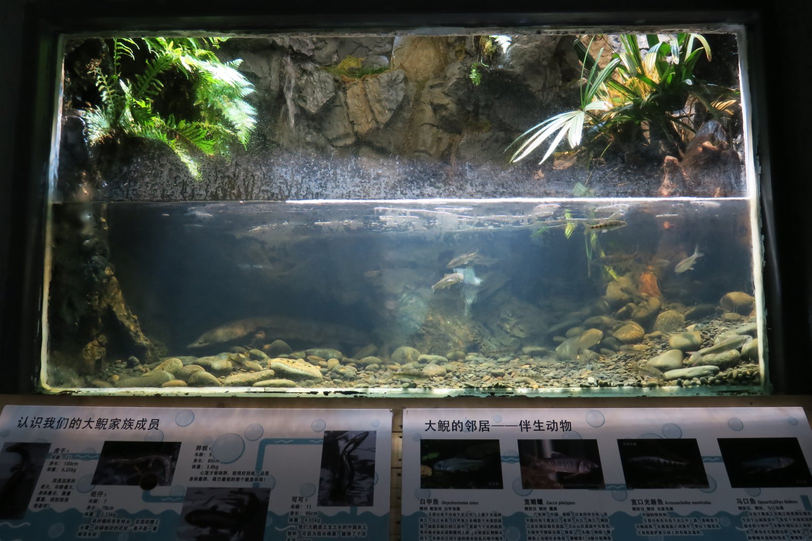 Giant salamander exhibit