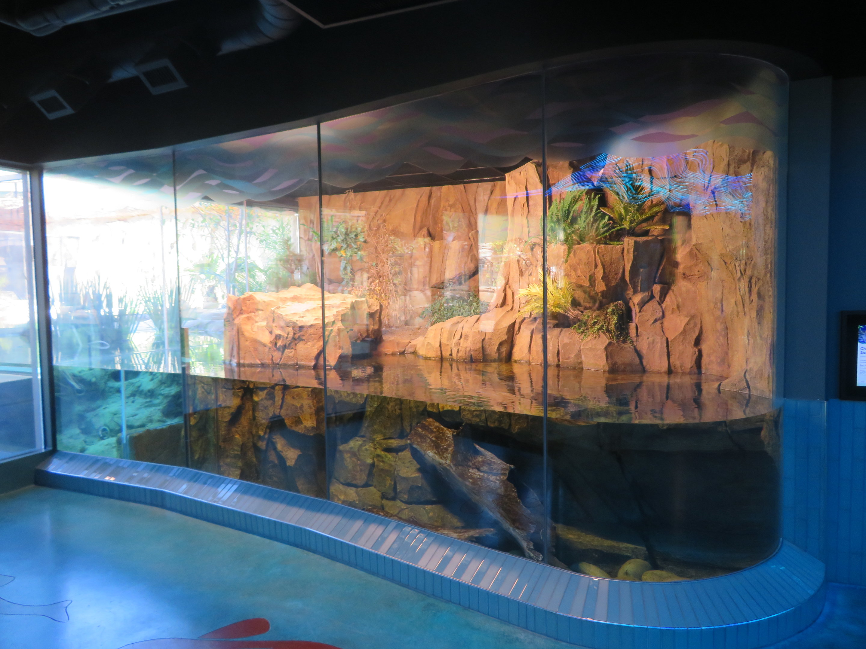 Giant Salamander Exhibit