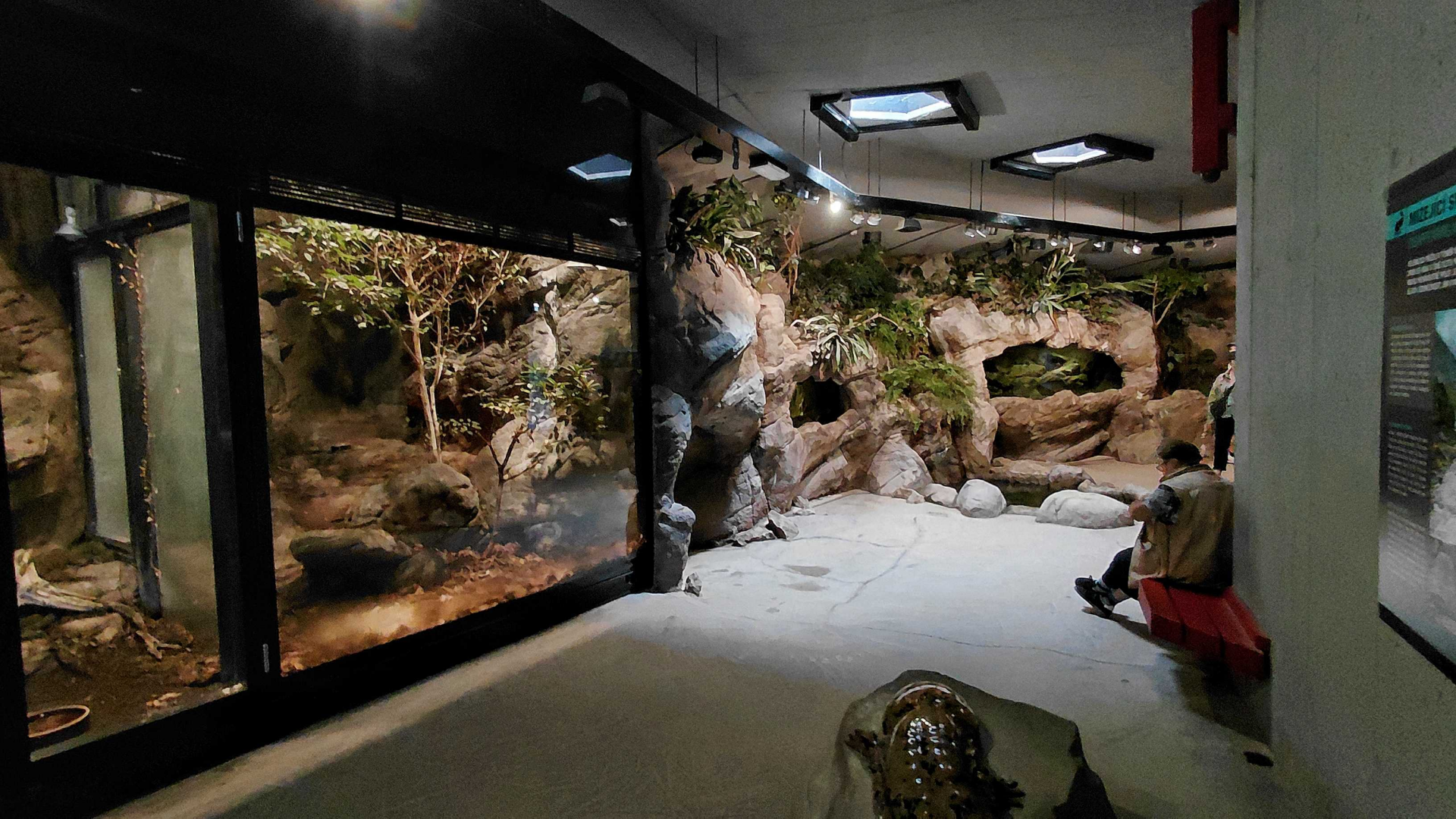 Giant salamander house interior