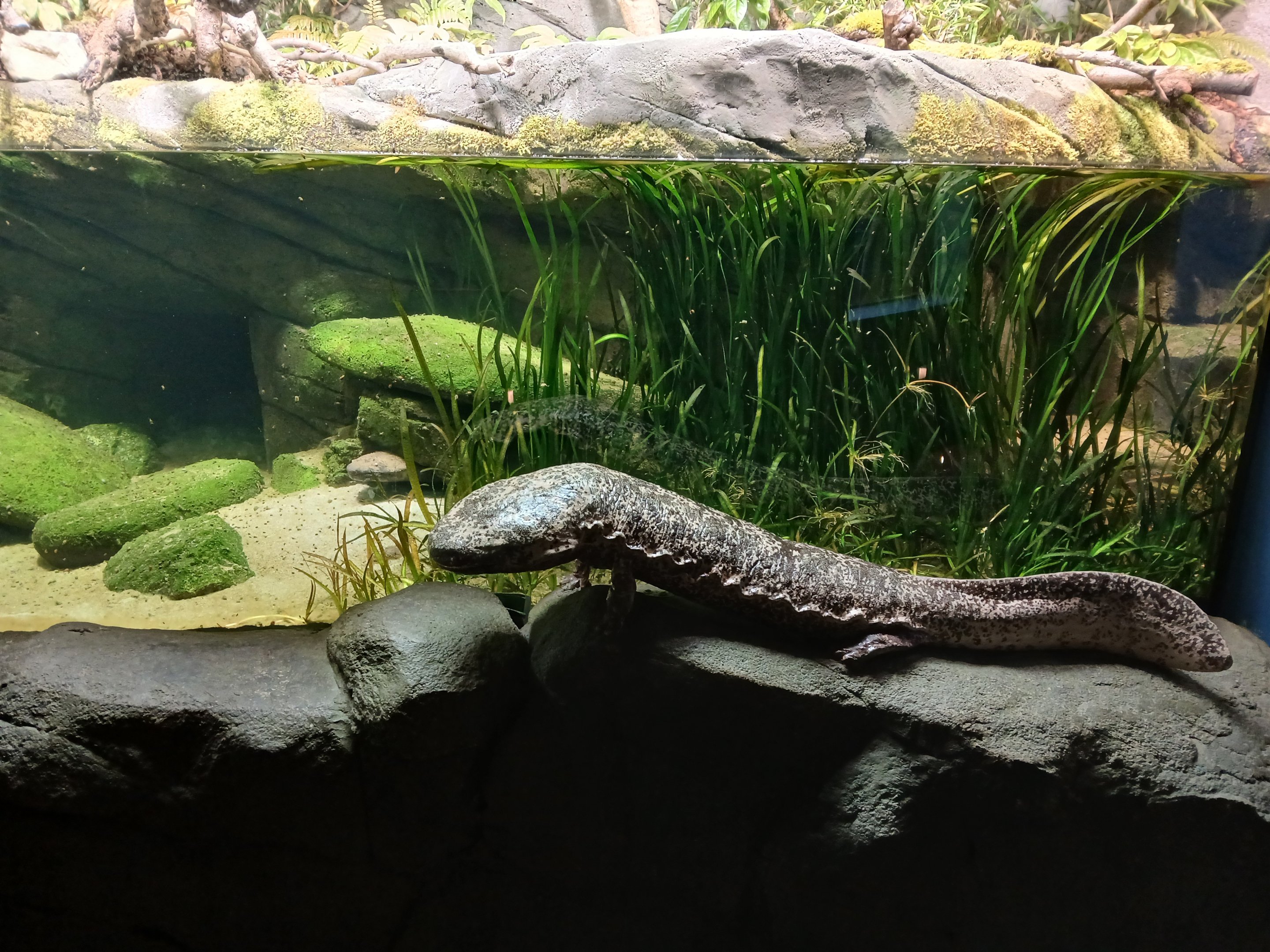 Giant Salamander next to its model