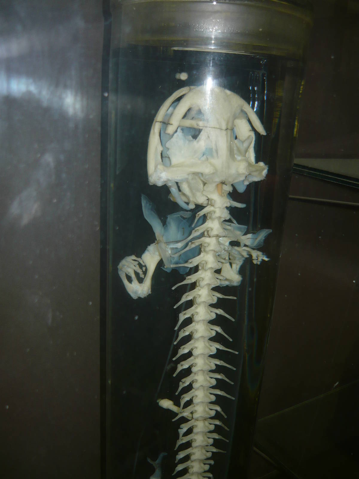 Giant salamander skeleton