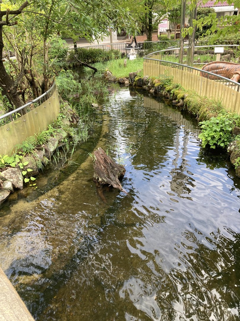 Giant salamander stream