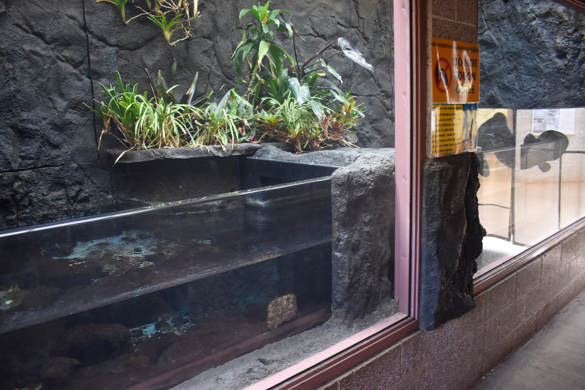 Giant salamander tank (one of four)