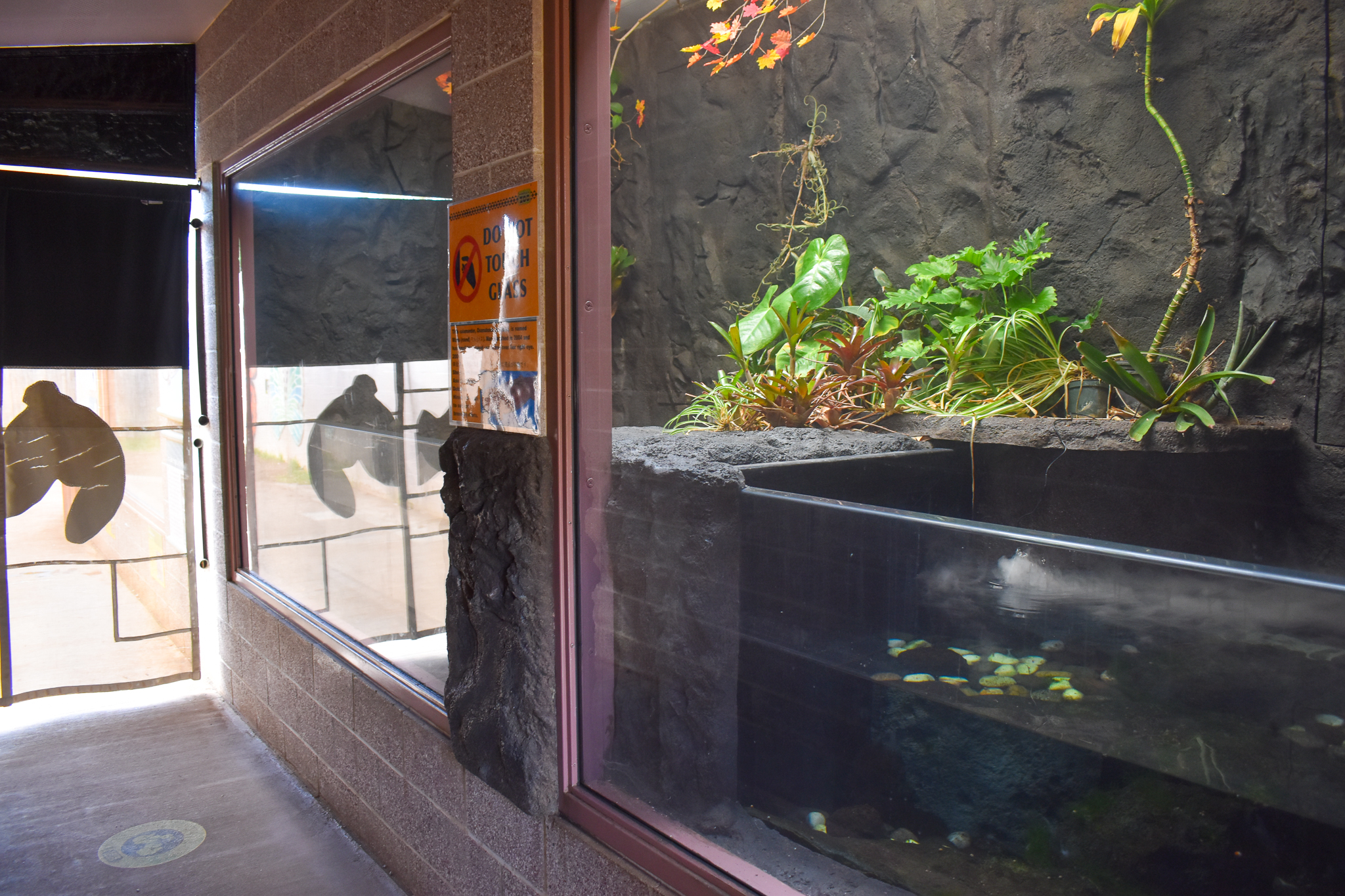 Giant salamander tank (two of four)