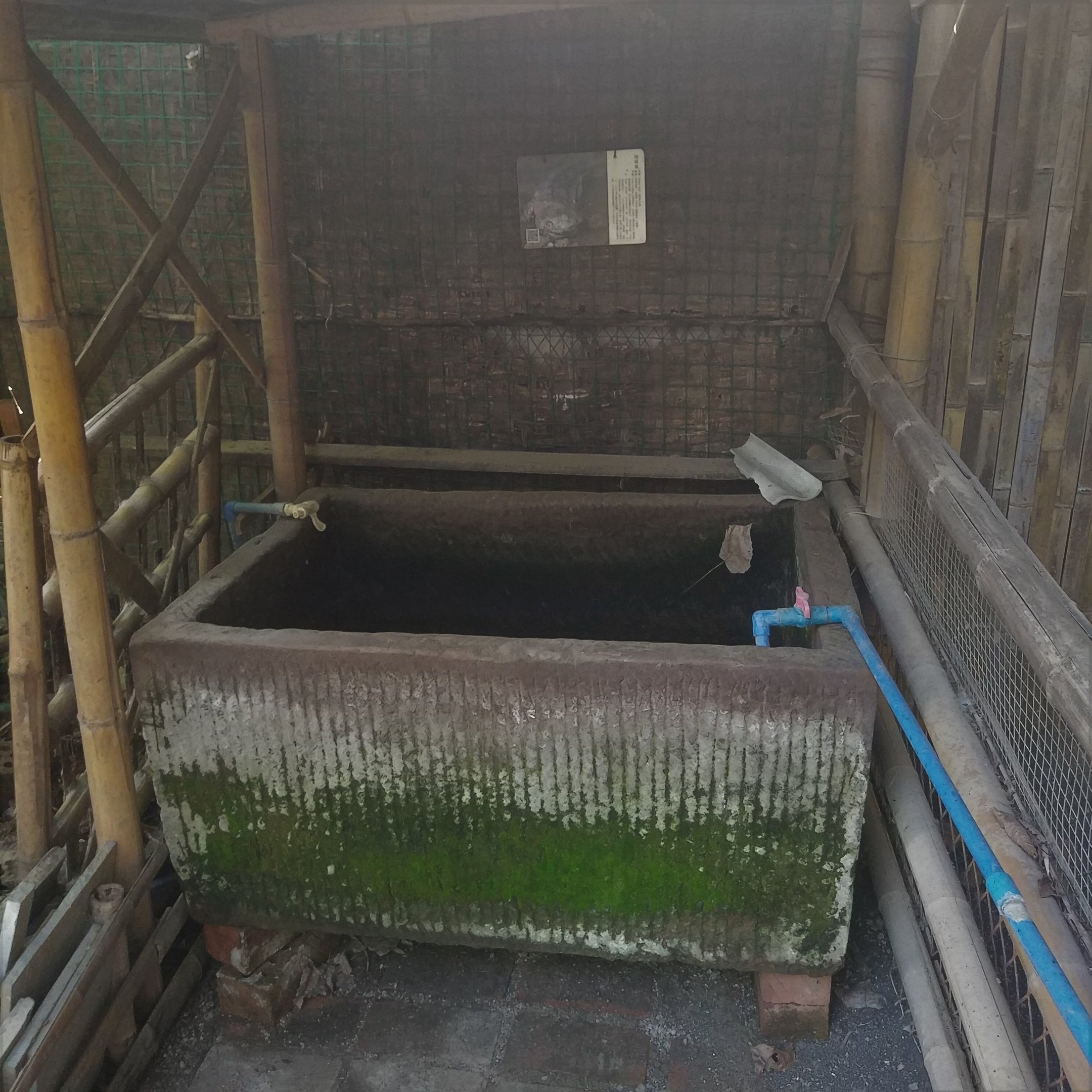 Giant Salamander Tank