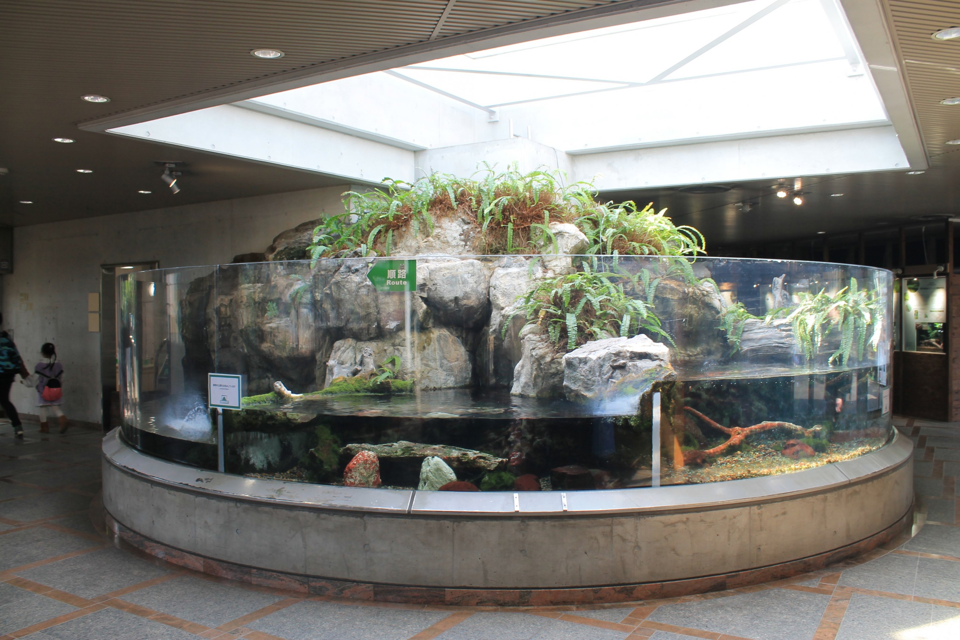 Giant Salamander tank