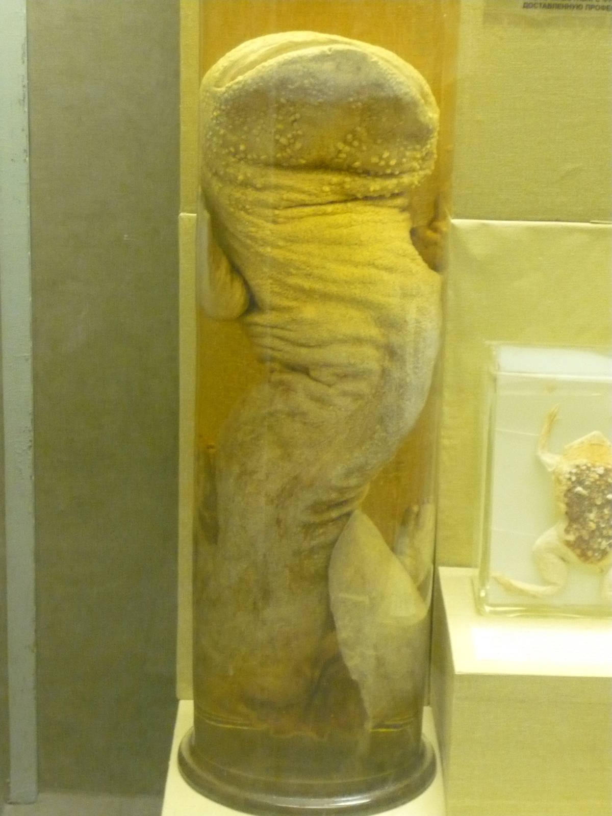 Giant salamander wet specimen