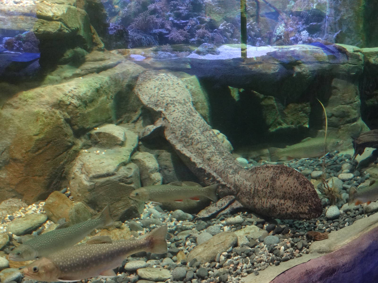 Giant salamander