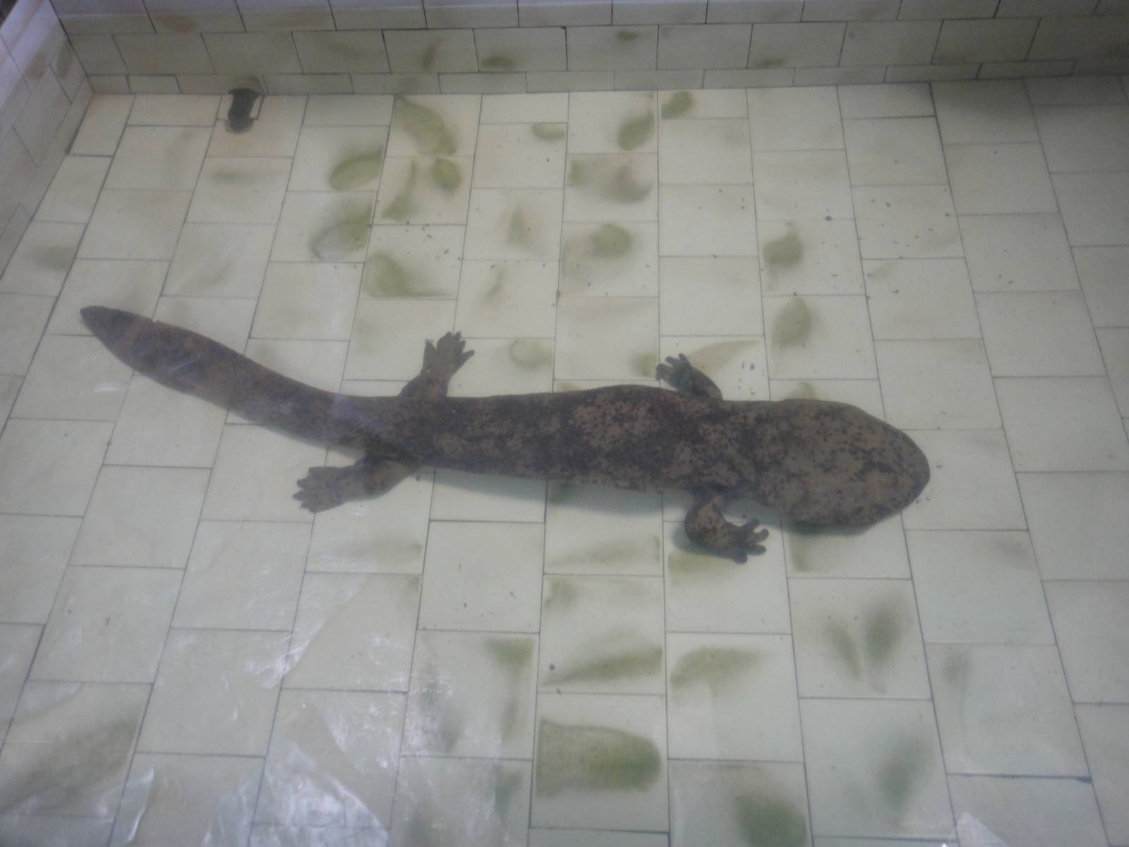Giant salamander