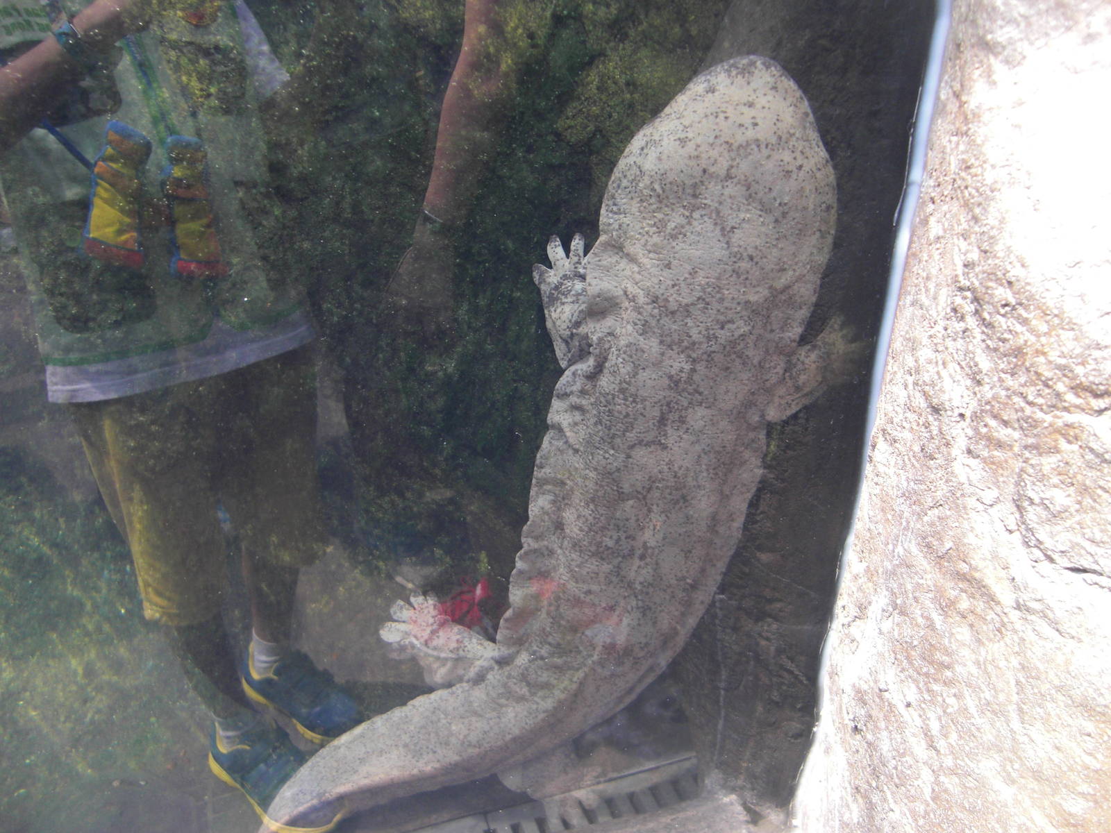 giant salamander