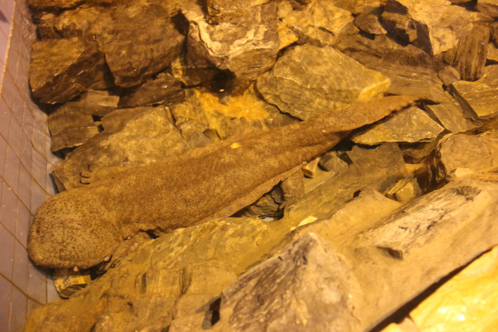 Giant salamander