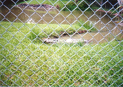 Giant Saltwater croc @ Australia zoo 2002