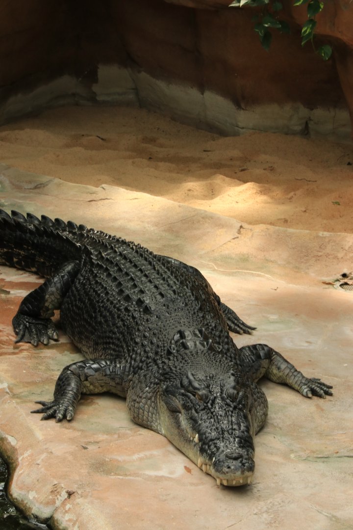 Giant Saltwater Crocodile (4.6 meter long, 500kg heavy) (May 2019)