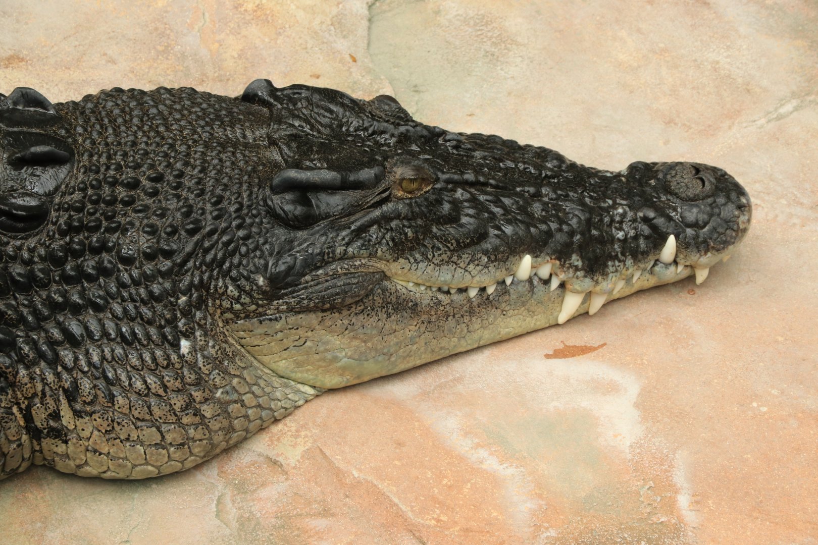 Giant Saltwater Crocodile (4.6 meter long, 500kg heavy) (May 2019)