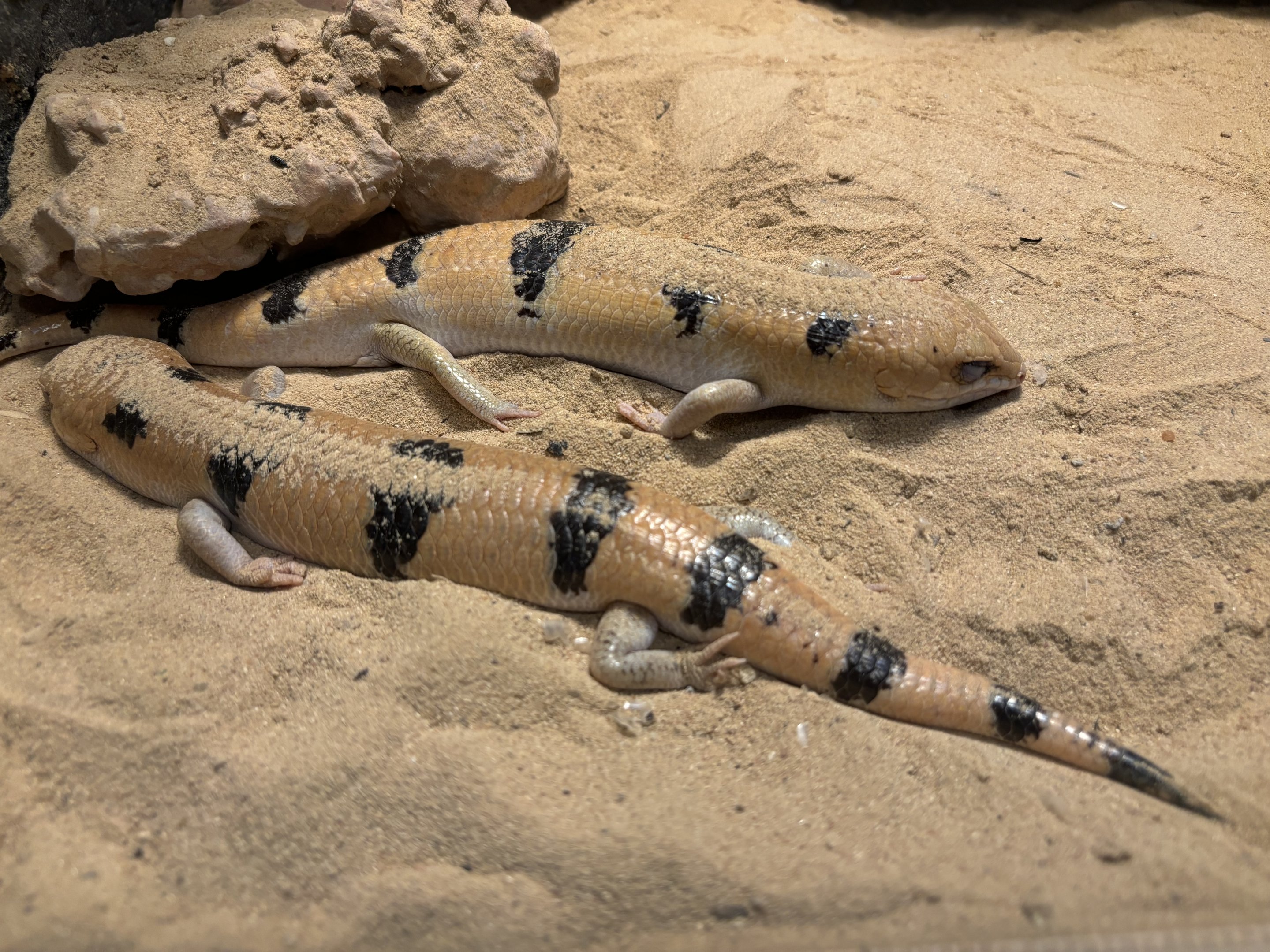 Giant Sand Fish Skinks