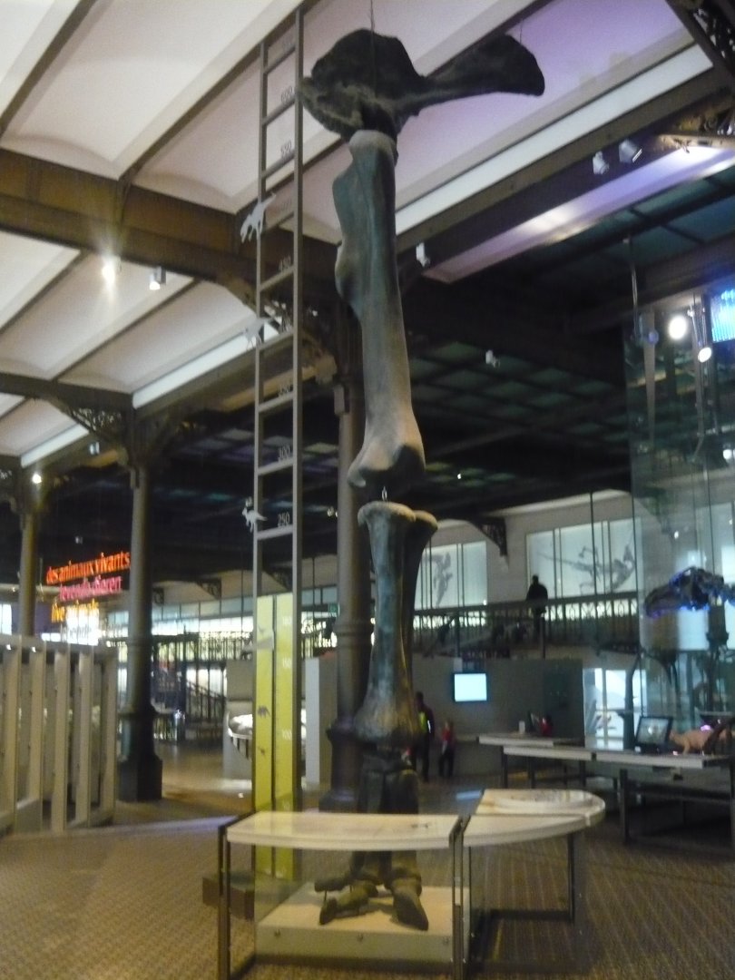 Giant sauropod forelimb