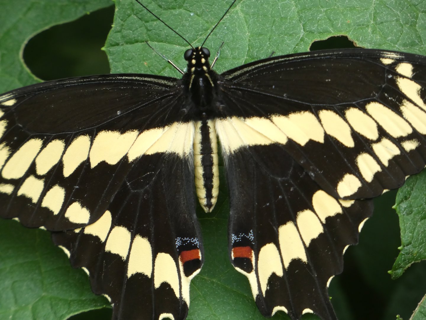 Giant Sawllowtail butterfly at the Greensboro Science Center