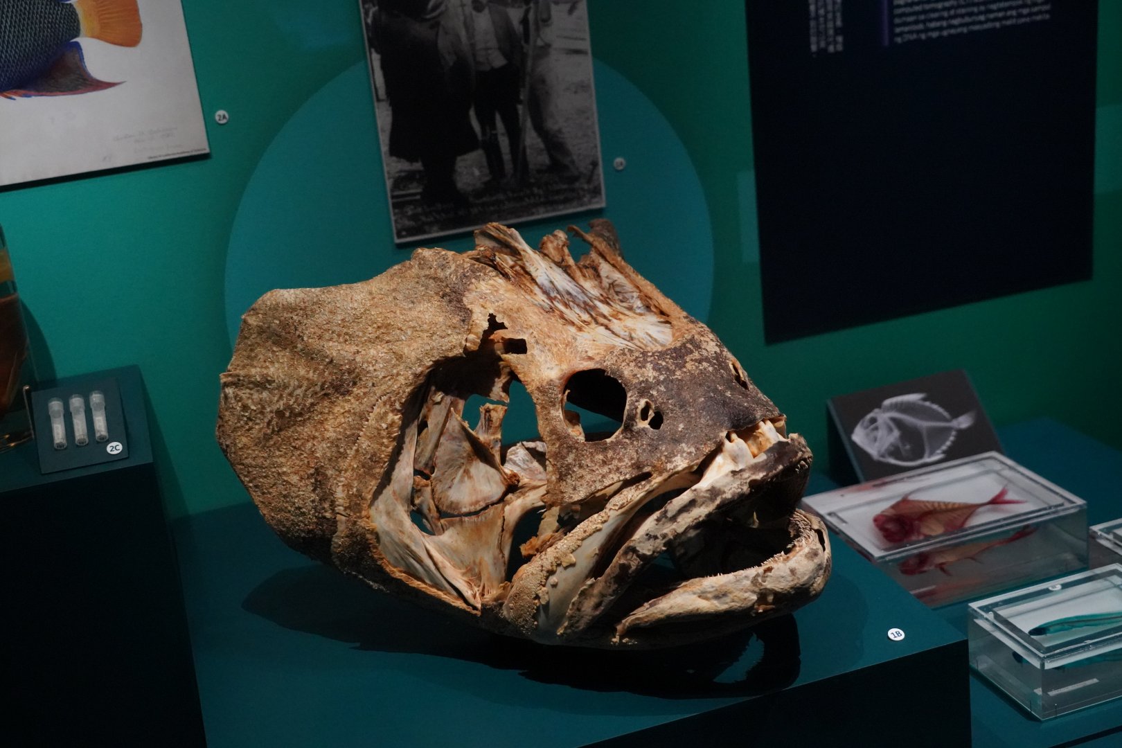 Giant sea bass skull