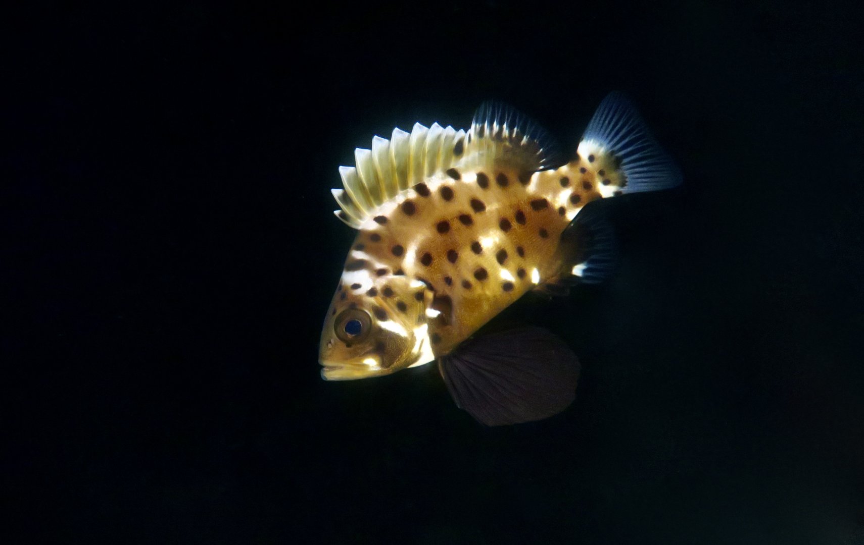 Giant Sea Bass (Stereolepis gigas) young