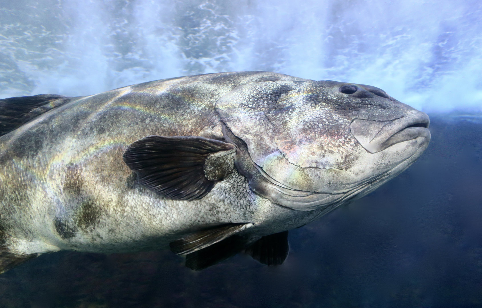 Giant Sea Bass (Stereolepis gigas)