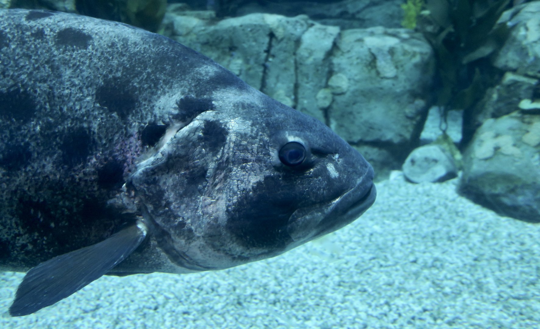 Giant Sea Bass (Stereolepis gigas)