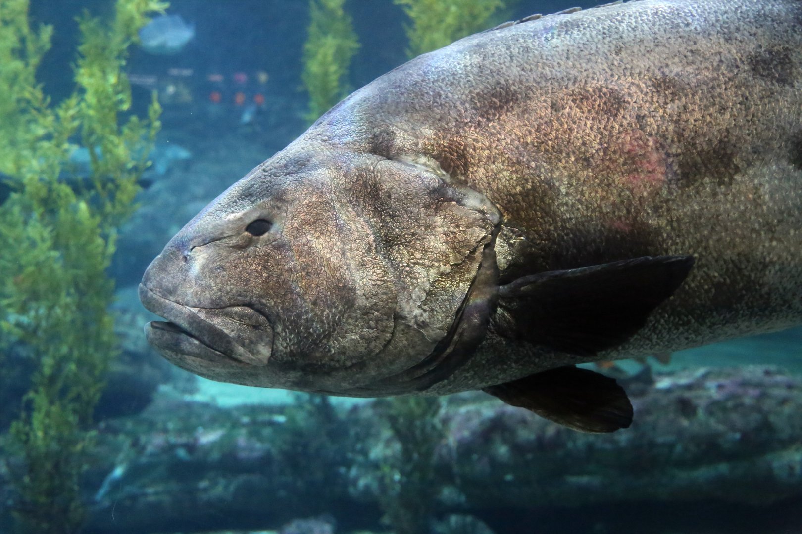 Giant Sea Bass (Stereolepis gigas)