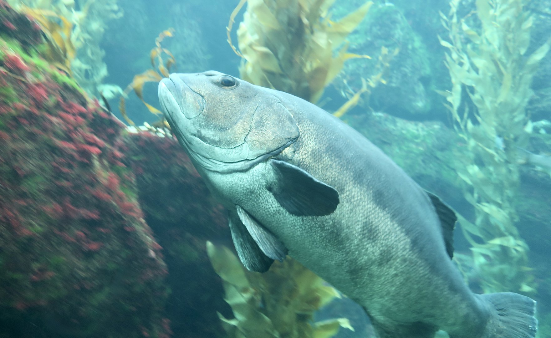 Giant Sea Bass (Stereolepis gigas)