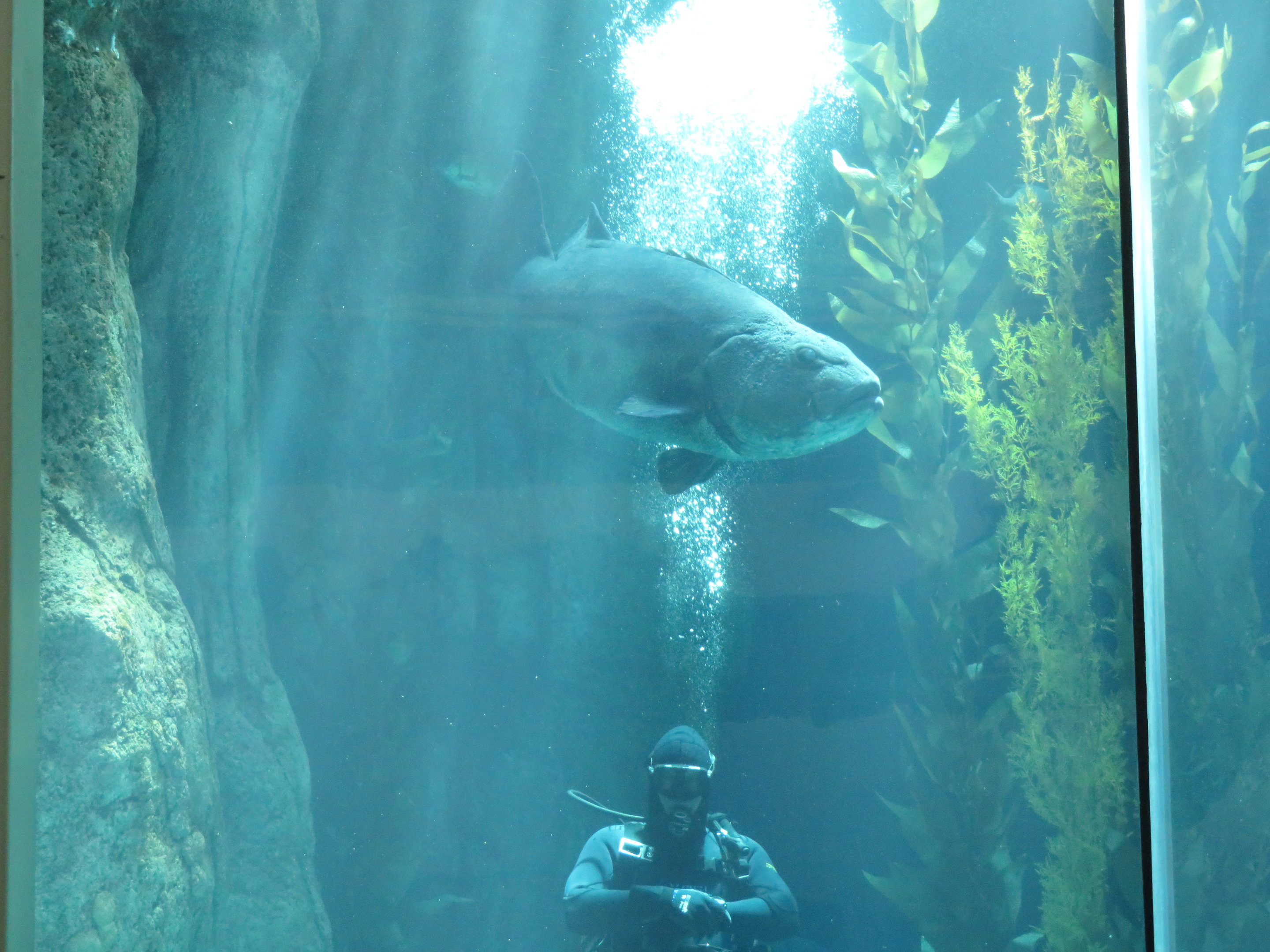 Giant Sea Bass w/ Diver