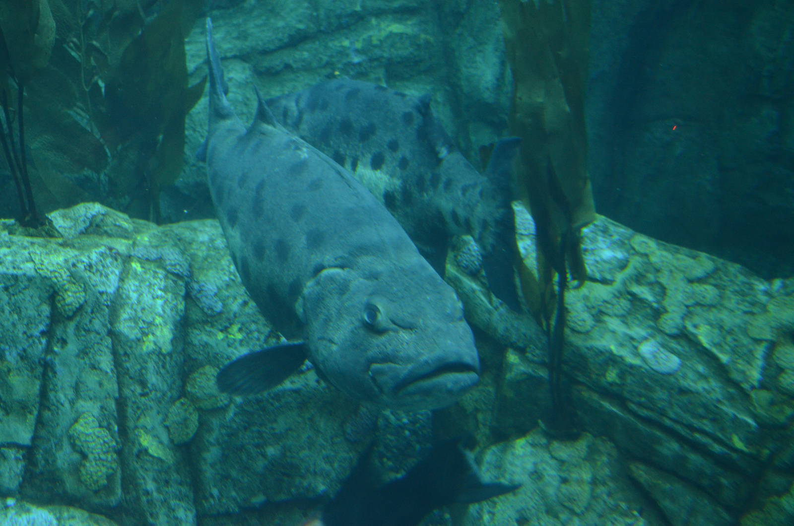 Giant Sea Bass