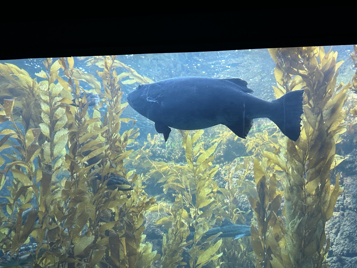 Giant Sea Bass