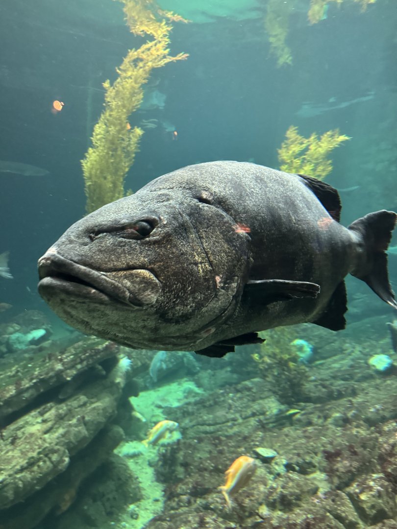 Giant Sea Bass