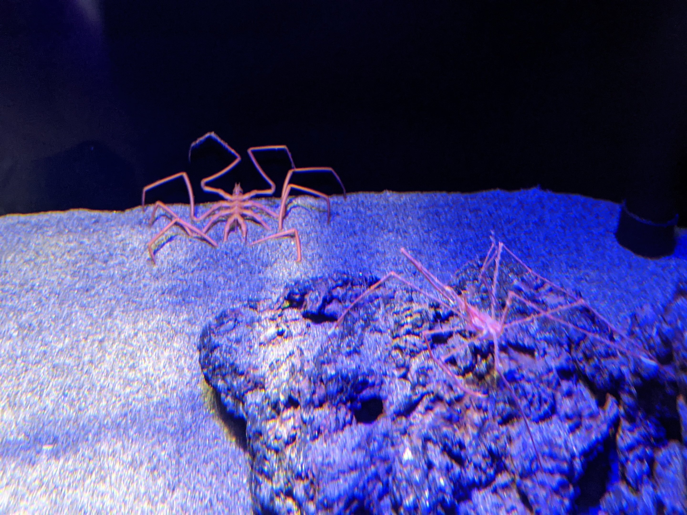 Giant Sea Spider and Arrow Crab