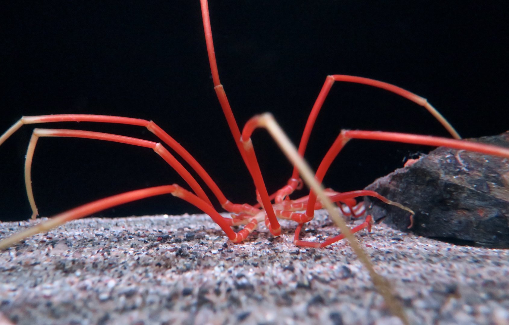Giant Sea Spider (Colossendeis colossea)
