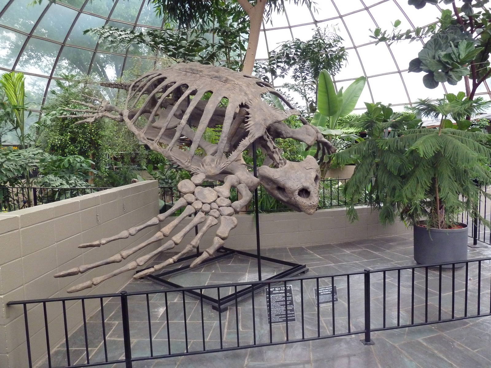Giant Sea Turtle Skeleton