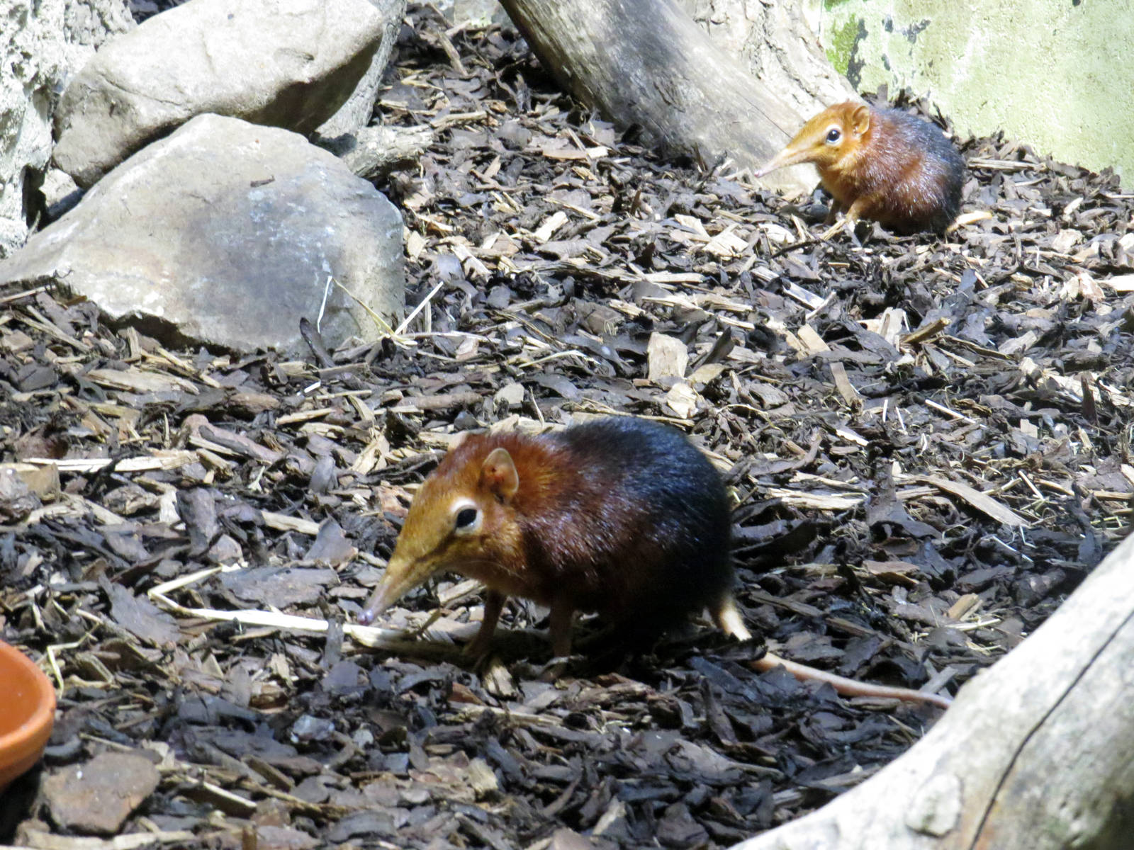 Giant sengi, June 2015