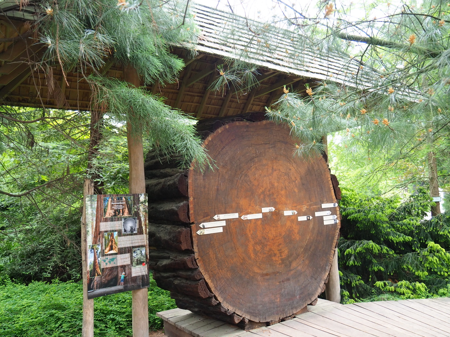 Giant sequioa slice (Sequoiadendron giganteum) display, 2021-06-12