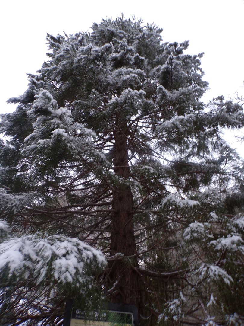 Giant sequoia 10.12.22