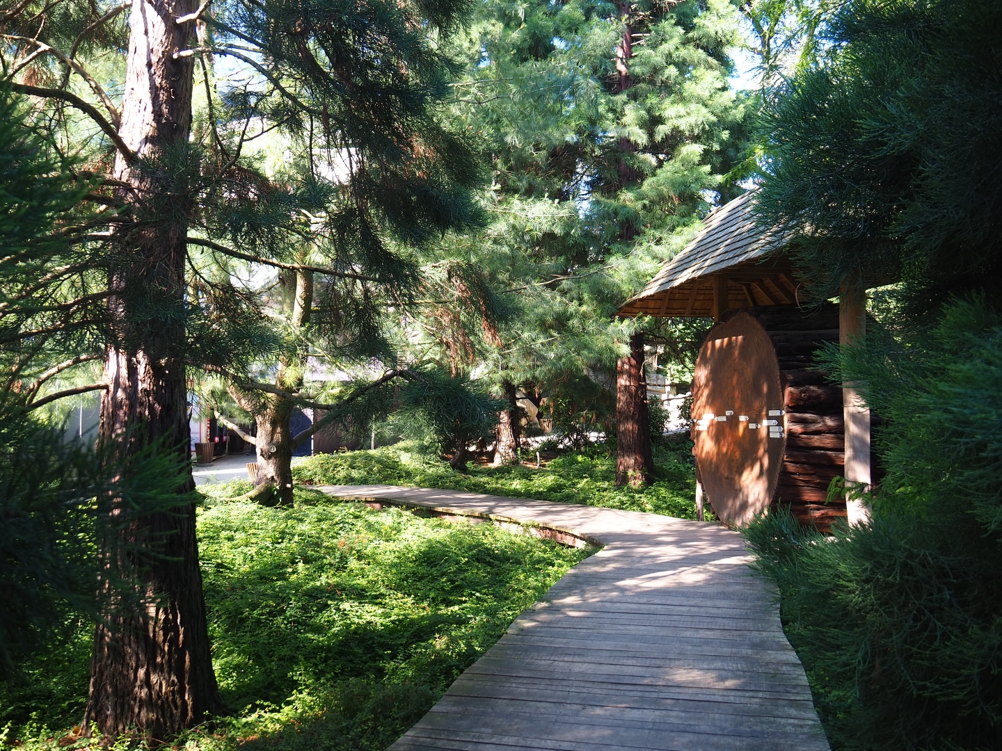 Giant sequoia cross-section in grove of small sequioas, 2019-06-22