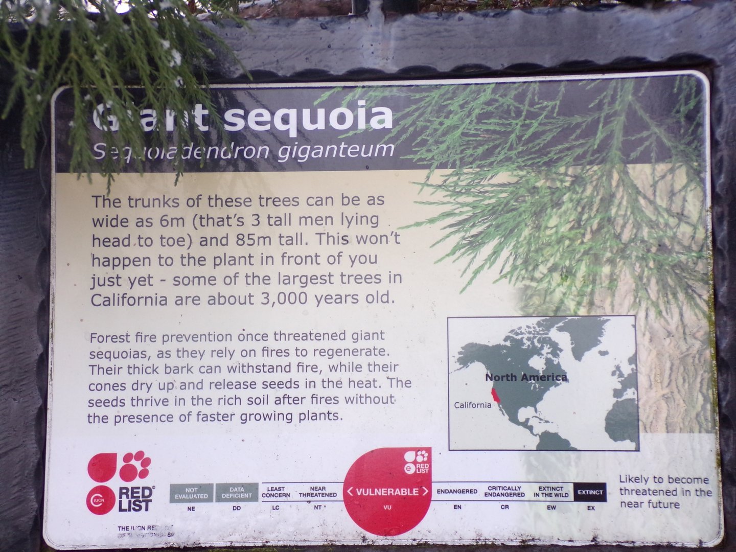 Giant sequoia signage 10.12.22