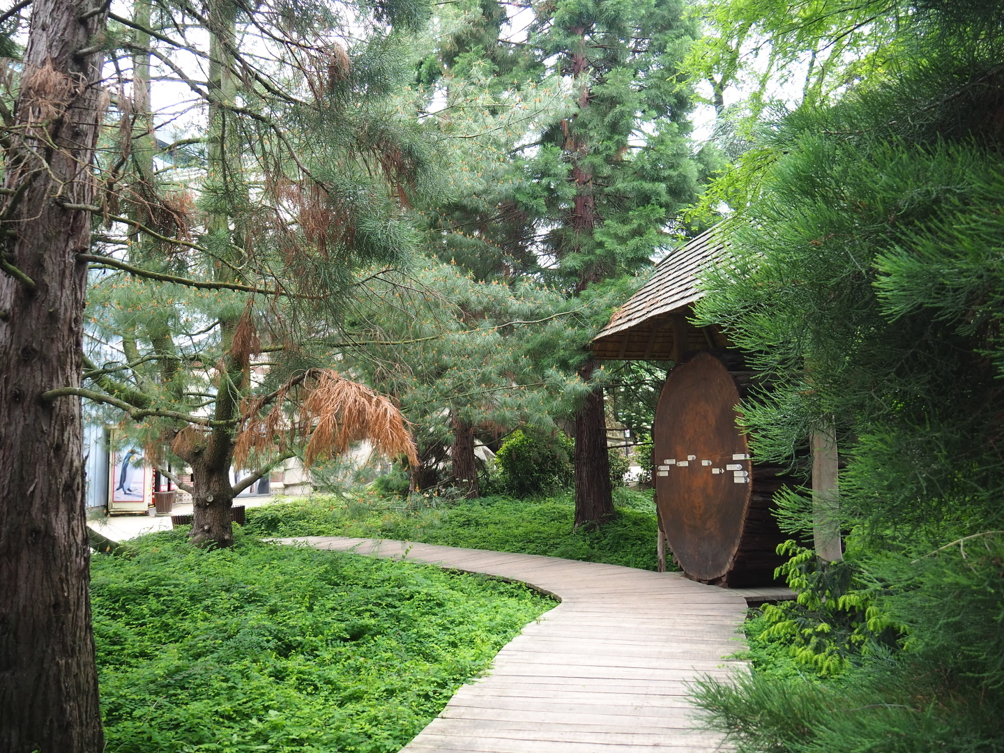 Giant sequoia slice display in a grove of small sequoias, 2021-06-12