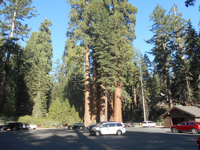 Giant sequoias with cars for scale