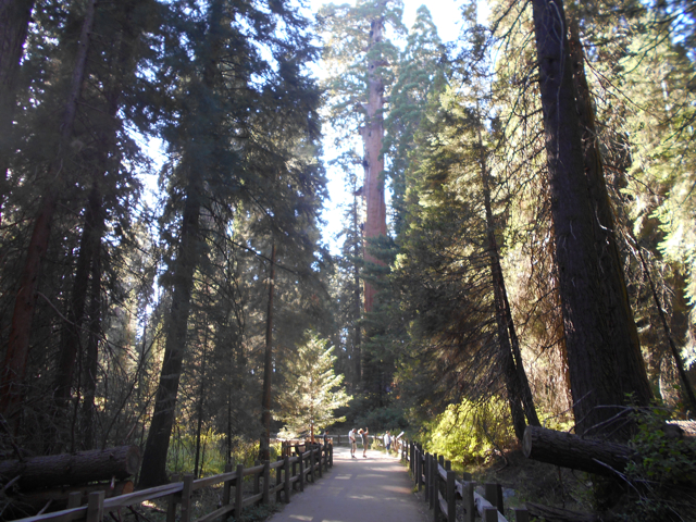 Giant sequoias with humans for scale